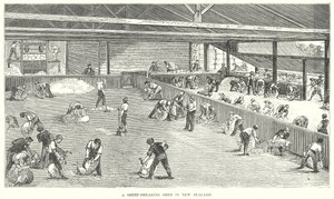 A Sheep-Shearing Shed in New Zealand