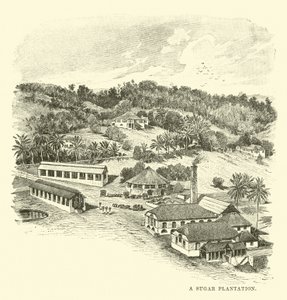 A Sugar Plantation