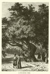 A Sycamore Tree by English School