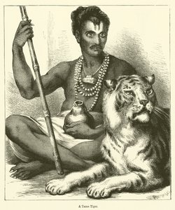 A Tame Tiger
