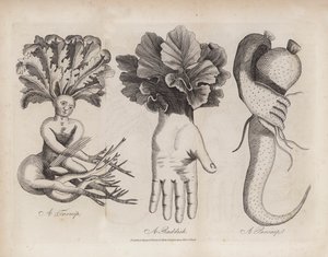 A Turnip, A Radish, A Parsnip