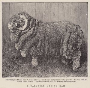 A Valuable Merino Ram by English School