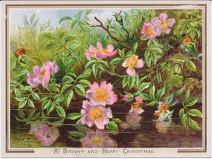 A Victorian Christmas card depicting a bush of dog roses by a stream