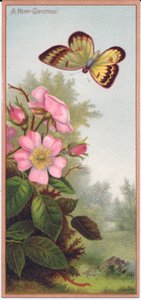 A Victorian Christmas Card Depicting a Butterfly and a Bush of Dog Roses by English School