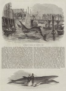 A Whale Species in the Thames by English School