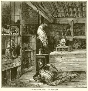 A Wild-Beast Shop by English School