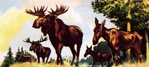 A Gang of Elks