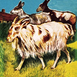 A herd or tribe of goats by English School