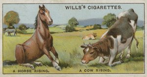 A horse rising and a cow rising