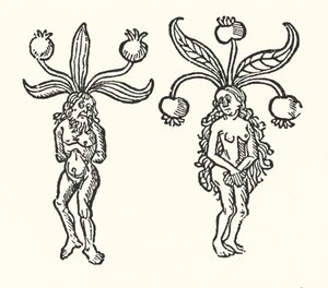 A pair of mandrakes from an old woodcut