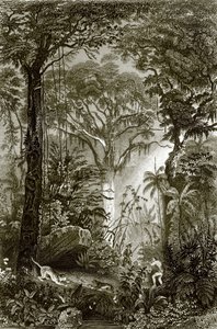 A Scene in the Brazilian Forest by English School