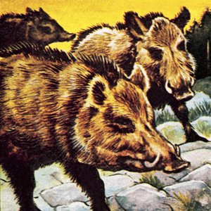 A Sounder of Boars