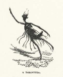 A tarantula by English School