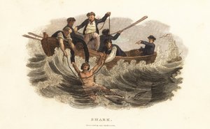 A young man saved from a shark by boatmen in Havana harbor, Cuba