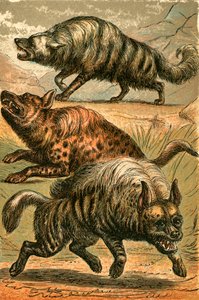 Aard Wolf, Spotted Hyena and Striped Hyena by English School