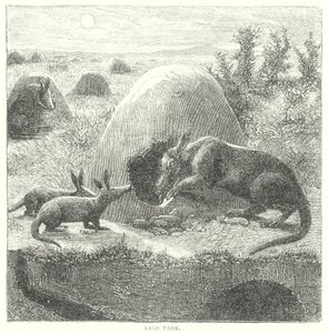 Aardvark by English School