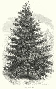 Abies Pinsapo by English School