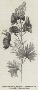 Aconite (Aconitum Napellus), Monkshood, or Wolfsbane by English School