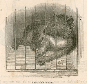 Afghan Bear by English School