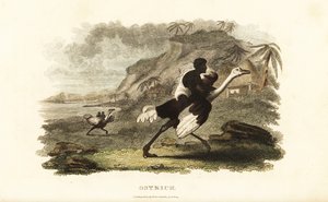 African men and boys riding tame ostriches at a French factory near Podor, Senegal