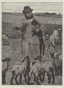 Agricultural Scenes, March, feeding Lambs