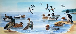 All Sorts of Ducks