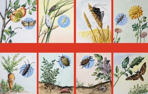 All Sorts of Insect Pests