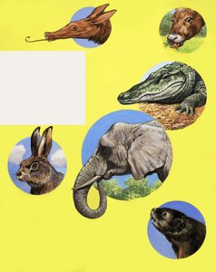 All Sorts of Muzzles and Snouts by English School