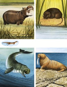 All Sorts of Water Dwellers