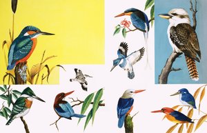 All sorts of Kingfishers by English School
