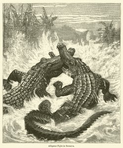 Alligator Fight in Sumatra by English School