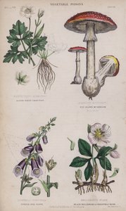 Alpine White Crow-Foot; Fly Brown Mushroom; Purple Fox Glove; Black Hellebore or Christmas Rose by English School