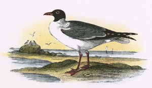 American Laughing Gull by English School