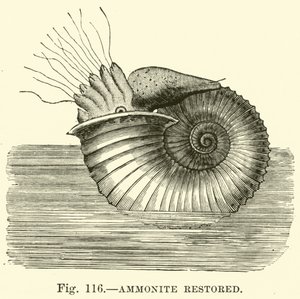 Ammonite Restored by English School