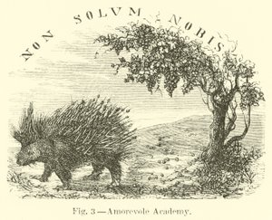 Amorevole Academy