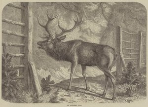 An Antlered Stag by English School