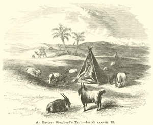 An Eastern Shepherd
