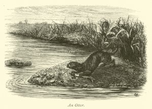 An Otter by English School
