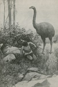 An Extinct Inhabitant of New Zealand by English School