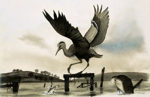 An otter watches a heron