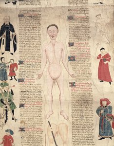 Anatomical diagram, from De arte phisicali e de cirugia by John Ardene