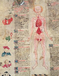 Anatomical diagram, from De arte phisicali e de cirugia by John Arderne