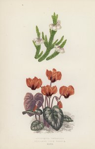 Andromeda Tetragona; Cyclamen Coum Vernum