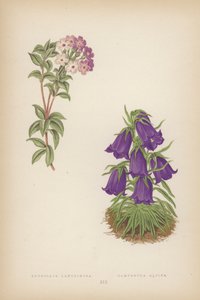 Androsace Lanuginosa; Campanula Alpina