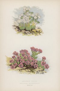Androsace Villosa; Saxifraga Oppositifolia by English School