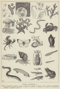 Animal kingdom by English School