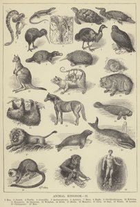 Animal kingdom by English School