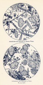 Animalcules and Infusoria in Water