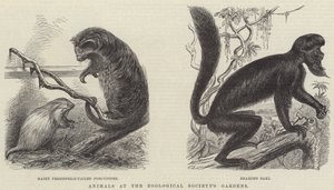 Animals at the Zoological Society