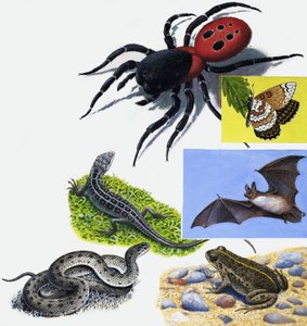 Animals montage by English School